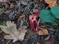 Tintahalgomba (Clathrus archeri), Őrség